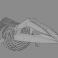 0017.png Fin Whale Skeleton – Realistic Marine Anatomy 3D Model