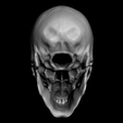 004.png Human Skull