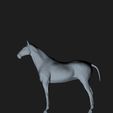 horses1.jpg Horse - beautiful horse - decorative horse