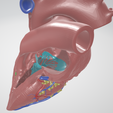 heart,-cardiac,-left,-right,-atrium,-ventricle,-coronary,-artery,-vein,-vena-cava,-aorta,-pulmonary,.png Ultra Realistic High-Resolution 3D Normal Heart Model with Aorta, Pulmonary Artery & Vein, Coronary Artery & Vein, Pulmonary & Aortic Valves, Mitral Valve, and Tricuspid Valve