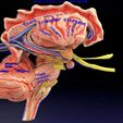 centralnervoussystemcortexlimbicbasalgangliastemcerebel3dmodelblend6.jpg Central nervous system cortex limbic basal ganglia stem cerebel 3D model