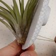 image_6.jpg Wall Display Holder for Air Plants