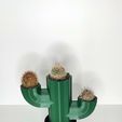Cactus.jpg Cactus shaped pot