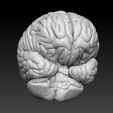 Brain3.png Human Brain Structure ( Educational Prints )