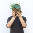 IMG_9229 copy.jpg STL file KOKEDAMA GYROID・3D print object to download