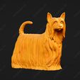 600-Australian_Silky_Terrier_Pose_03.jpg Australian Silky Terrier Dog 3D Print Model Pose 03