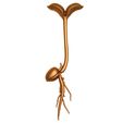 aieuieaeiaaaa.jpg Sprout Root / Seed root / Plant root cross / Botanical