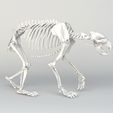 Grizzly_Bear_Skeleton_3.jpeg Grizzly Bear Skeleton 3D model