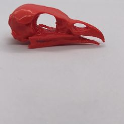 1715024691158.jpg bird skull