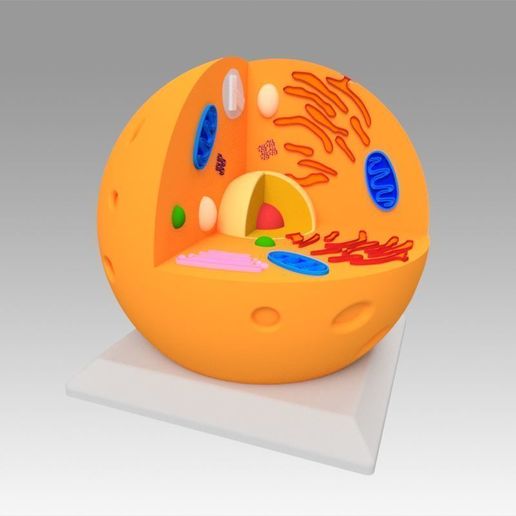 12.jpg Célula animal