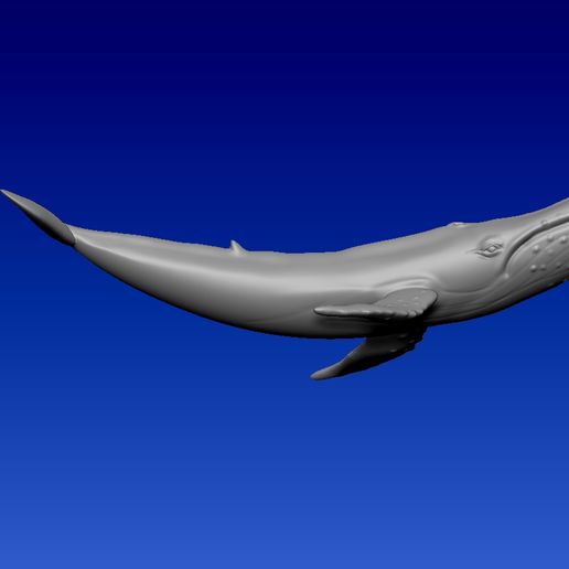 BLUE WHALE 3D model
