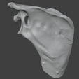 9.png 3D-Knochenmodell des Schulterblatts