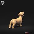 Dachshund-Smooth-Haired-Pose-02-Dog-3D-Print-4s.jpeg Teckel à poil lisse Pose 02