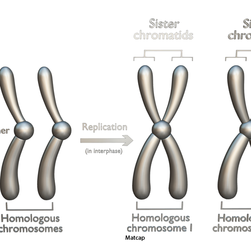🧬 Interphase Chromosome Replication・ 3D File for ・Cults