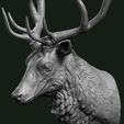 Stag_6.jpg Stag bust