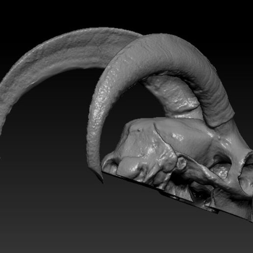Ibex Skull with Curved Horns