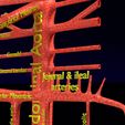 PS0051.jpg Human arterial system schematic 3D