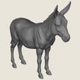 Donkey-06.jpg Donkey