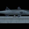 Barracuda-mouth-statue-12.png fish great barracuda / Sphyraena barracuda open mouth statue detailed texture for 3d printing