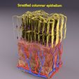 st.jpg epithelial cells types collection 3D