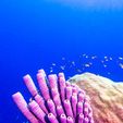 652363488.jpg Plastic Reef #3: Tube Sponge Generator