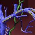 file-30.jpg Venous system thorax abdominal vein labelled 3D model