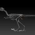 Archaeopteryx-1.jpg archaeopteryx SKELETON - FULL 3D archaeopteryx DINOSAUR BONES