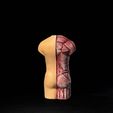 04.jpg 3D-Printed Anatomical Model