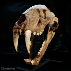 machairodus-horriblis-01.jpg Archivo STL Cráneo de tigre dientes de sable (Machairodus)・Diseño de impresora 3D para descargar