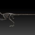 velociraptor-skeleton-full-3d-raptor-dinosaur-bones-3d-model-316dd03e4f.jpg Velociraptor Skeleton - Full 3D Raptor dinosaur bones