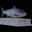 Salmon-statue-8.png Atlantic salmon / salmo salar / losos obecný fish statue detailed texture for 3d printing