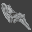 11.png 3D Model Ear Cross Section