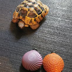 Squishy Turtle