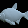 Bream-statue-35.png fish Common bream / Abramis brama statue detailed texture for 3d printing