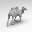 untl.81640.jpg Camel Bactrian #2