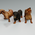 2.png DOG - DOWNLOAD Dachshund 3d model - Dog animated for blender-fbx-unity-maya-unreal-c4d-3ds max - 3D printing Dachshund DOG SAUSAGE - SAUSAGE PET CANINE WOLF