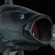 coalfish-open-mouth-statue-box-35.png COALFISH / POLLACHIUS VIRENS trophy with storage space for 3d printing