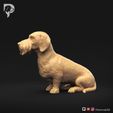Dachshund-Wire-Haired-Pose-04-Dog-3D-Print-8s.jpeg Teckel à poil dur Pose 04