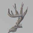 Image-4.png Deer Skull and Antlers