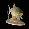 Golden-dorado-statue-1-9.png fish golden dorado / Salminus brasiliensis statue underwater detailed texture for 3d printing