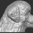 6.jpg Puppy of Bernese Mountain Dog head for 3D printing