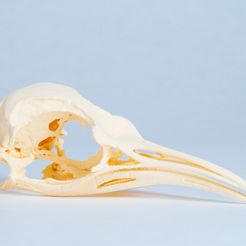 302_7061.jpg Penguin Skull (Aptenodytes forsteri) - Emperor Penguin, Adult