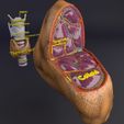 file-15.jpg Thyroid anatomy microscopic larynx trachea 3D model