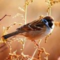 Sparrows89