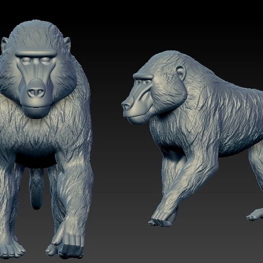 🫒 Papio model - Olive Baboon model- statue - 3D print・ 3D File for 3D ...