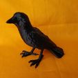 IMG_20241014_155746987.jpg Crow