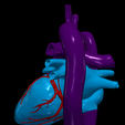 13.png 3D Model of Heart and Lungs