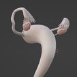 71.PNG.bb0a615435e53508f4cd543530b81931.png 3D Model of Female Reproductive System