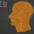 Head-neck-cross-section-6.png Head & Neck Cross-Section 3D Model – Brain, Brainstem, Nasal Sinus, Pharynx, Larynx, Muscle, Artery, Vein | High-Resolution Anatomy