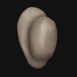 4.jpg Human ear